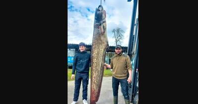 Somn uriaș de 109 kilograme, prins de un pescar din Austria: „Ce submarine înoată acum în Lacul Constanța!”