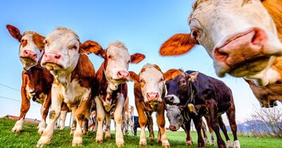 Subvenții UE pentru animale „fantome”: Grecia, în centrul unui nou scandal de fraudă agricolă