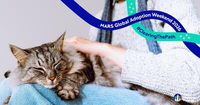 De ce se tem oamenii să adopte animale: soluția lansată la nivel global