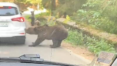 VIDEO O ursoaică cu pui a atacat o mașină pe Transfăgărășan și i-a smuls bara din spate