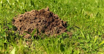 Cum alungi cârtițele din grădină fără să le faci rău: Soluții ecologice și eficiente
