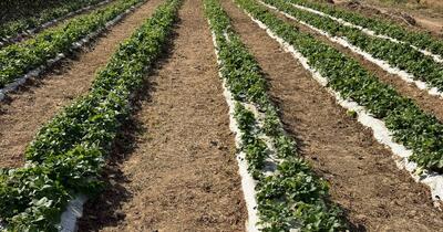 Când și cum se plantează căpșunii toamna: sfaturile unui cultivator de succes