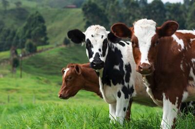 Deși România are o cincime din pășunile UE,  a importat lapte şi produse lactate de un miliard de euro și a exportat abia de 283 milioane...