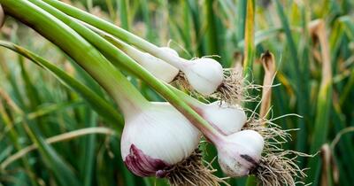 Tradiția care dă savoare mâncării, aproape abandonată: „Totul e pe cheltuială. Și fără sprijin”