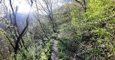   Comisia Europeană: Pădurile și mlaștinile ar putea deveni noua linie de apărare a Europei