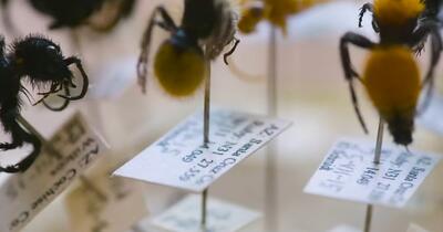 Viețuitoarele cu cea mai dureroasă înțepătură din lume: „Senzație de deces iminent. Unii au implorat medicii să îi lase să moară”