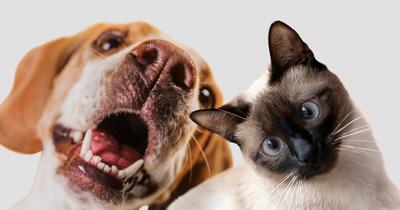 Reguli pentru românii care zboară cu animale de companie. Ce documente și condiții trebuie îndeplinite