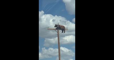 Ursul viral din New Mexico, electrocutat pe un stâlp de electricitate: o tentativă de salvare eșuată