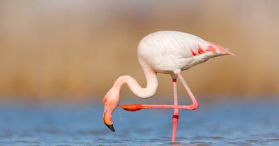 Spectacol inedit pe Lacul Techirghiol: păsările flamingo au revenit în Dobrogea