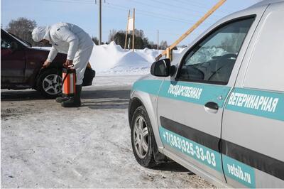 Ce se întâmplă?/În Rusia, statul omoară animalele fermierilor din cauza unei boli misterioase pe care refuză să o numească