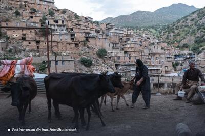 „Vacile mănâncă dolari”: replica devenită virală pe fondul crizei din Iran