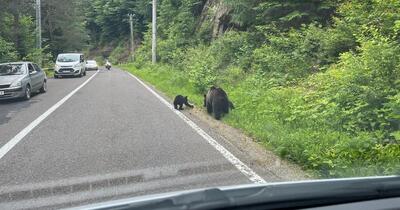 Un turist elvețian a fost atacat de un urs pe Transfăgărășan. Animalul, care avea un comportament agresiv, a fost împușcat