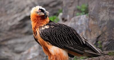 Zăganul, vulturul bărbos dispărut din Carpați. Povestea „spărgătorului de oase” care a stăpânit cerul Retezatului