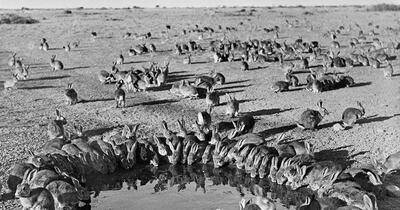 Dezastrul ecologic al Australiei: Cum 24 de iepuri au transformat un continent