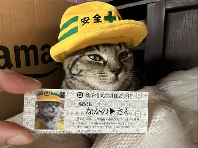 O pisică salvată de pe străzi a ajuns șefă de gară în Japonia
