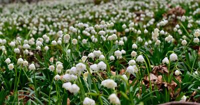 Locul legendar de lângă Sarmizegetusa Regia, faimos pentru covoarele de ghiocei sălbatici din luna martie