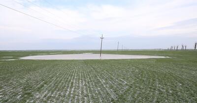 Fermierii din sudul țării renunță la porumb și floarea soarelui. „Ne-am dus pe un asolament periculos”