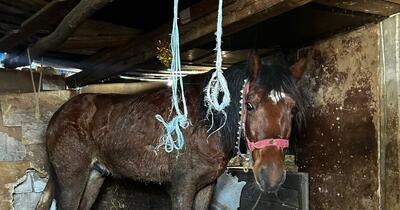 Individul care și-a incendiat calul acum cinci ani a comis noi atrocități. Și-a spânzurat câinele și a bătut un alt animal: „Șocant și inacceptabil”