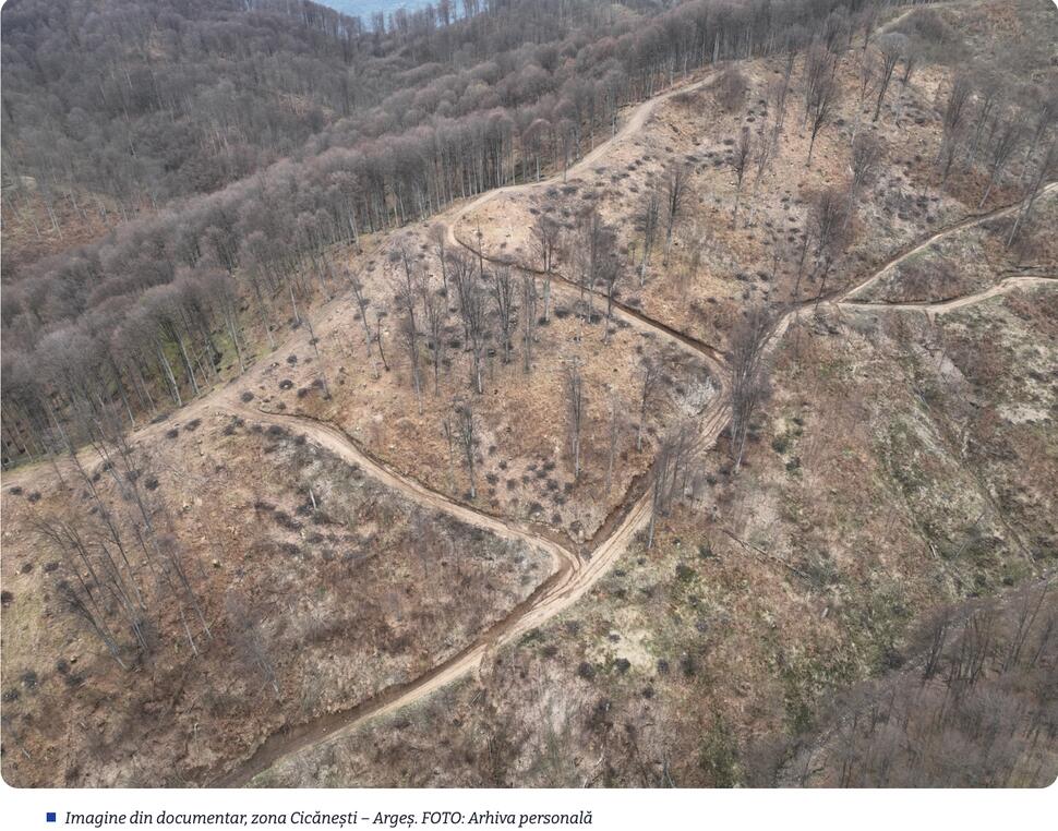 VIDEO IKEA își apără practicile silvice din România, contestate de documentarul „IKEA Loves Wood”