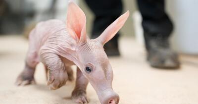 Un porc furnicar face senzație la o grădină zoologică. Are nume de poveste și este hrănit cu biberonul