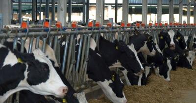 O boală misterioasă a ucis peste 300 de vaci într-o fermă din Elveția, la scurt timp după instalarea unor panouri solare pe grajd