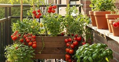 Grădina pe balcon: Cum transformi spațiul urban într-o oază de legume proaspete