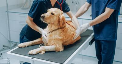 Câinele mănâncă iarbă? Veterinarul explică semnul care indică lipsa de vitamine