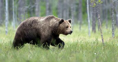 Alarmă lângă București: Un urs de 500 kg, observat repetat în Pădurea Snagov
