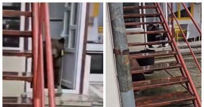 „A deschis frigiderul și a mâncat o cașcavea”: o ursoaică cu pui a intrat de două ori în casa unui bătrân din Bușteni 