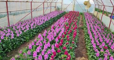 Florarii români văd primele fonduri europene ca o glumă jignitoare