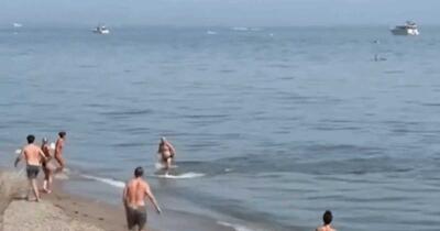 Panică în Marbella: Turiștii au confundat un ton uriaș cu un rechin pe o plajă populară