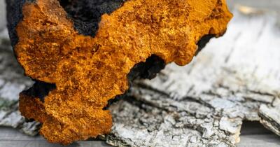 Ciuperca misterioasă din Siberia, considerată „elixirul rusesc al longevității”: promite imunitate de fier, dar ascunde riscuri serioase