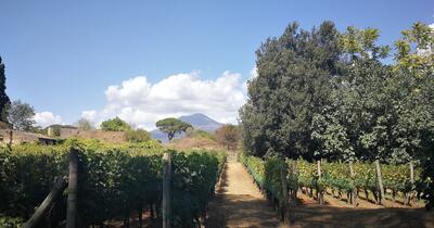 Vinul de legendă care a înnebunit împărații și poeții. Care erau calitățile lichidului și ce gust avea