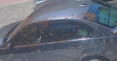 Val de reacții după ce mii de albine s-au așezat pe o mașină, blocând accesul la o bancă, în Alexandria: „Dacă și ele trag la BMW...”