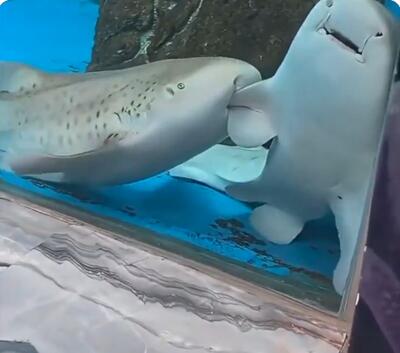 VIDEO Fix ca AUR și PSD... Lumea credea că ei se ceartă, dar de fapt era altceva...