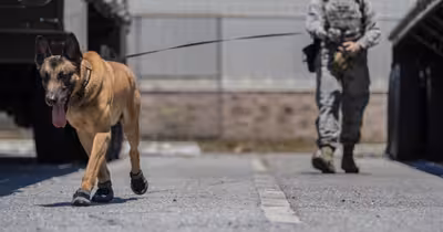 Câini modificați genetic pentru misiuni militare. Un start-up american a atras 200 de milioane de dolari