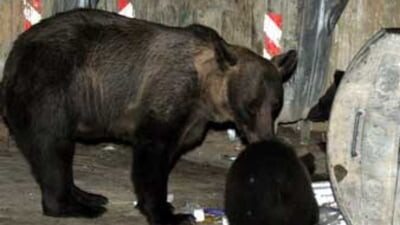Număr record de apeluri la 112 în Brașov privind urşii, în ultima noapte. Încă unul a fost împuşcat