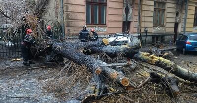 Mașina ta, victima unei furtuni: cine răspunde când un copac o avariază?
