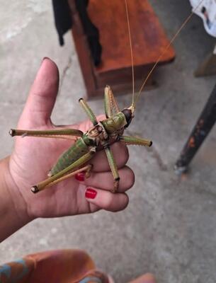 „Le-au aruncat din elicopter”/Teoria conspirației în Bulgaria
