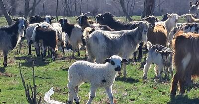 Satul românesc rămâne fără medici veterinari: „Ori nu realizează pericolul, ori îl doresc”. De ce refuză specialiștii noile contracte cu statul