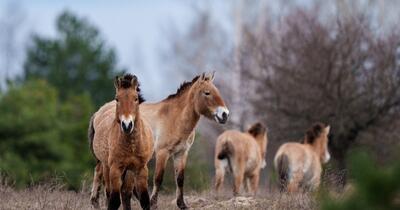 Se întâmplă ceva uimitor la Cernobîl: caii sălbatici din Mongolia trăiesc liberi în zona de excludere, un teritoriu considerat cândva mort. „Este un miracol”