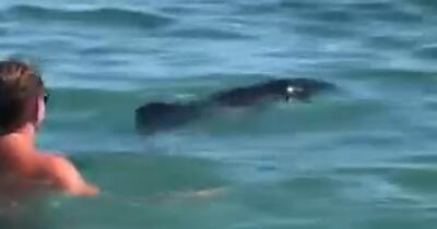 Momente spectaculoase la Tuzla: un delfin a înotat printre turiști