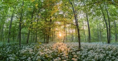 Planta vindecătoare ascunsă în cetățile dacice. De ce a fost numită usturoiul ursului