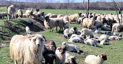 Cum trebuie să arate mielul ideal pentru Paște. La ce trebuie să fim atenți atunci când cumpărăm acest tip de carne 