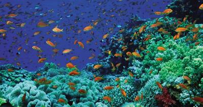 Valuri de căldură marine fără precedent în Europa: Speciile acvatice, împinse la pragul de supraviețuire