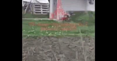 Un animal ciudat a ieșit dintr-o pădure din vestul Ucrainei, aproape de granița cu România. Reacțiile apărute pe internet