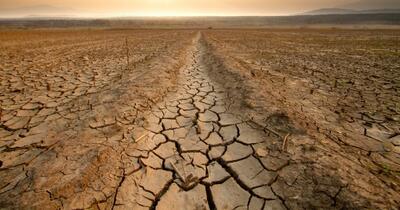 Până la 40% din uscatul Terrei riscă să devină arid: ce rol joacă plantele