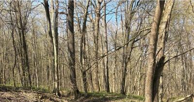 Cum își petrece Duminica Floriilor lidera de la Chișinău: ,,Cu Cleo și Codruț la plimbare”