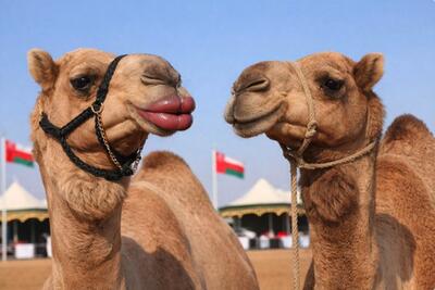 Știrea zilei vine din Oman...