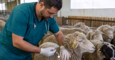 România începe vaccinarea de urgență a oilor și caprelor pentru a salva exporturile